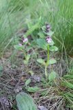 Ajuga genevensis. Цветущие растения. Украина, Днепропетровская обл., окр. г. Кривой Рог. 03.05.2014.