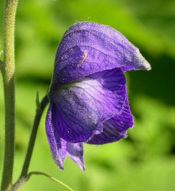 Изображение особи Aconitum delphiniifolium.