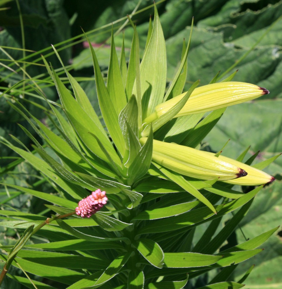 Image of genus Lilium specimen.