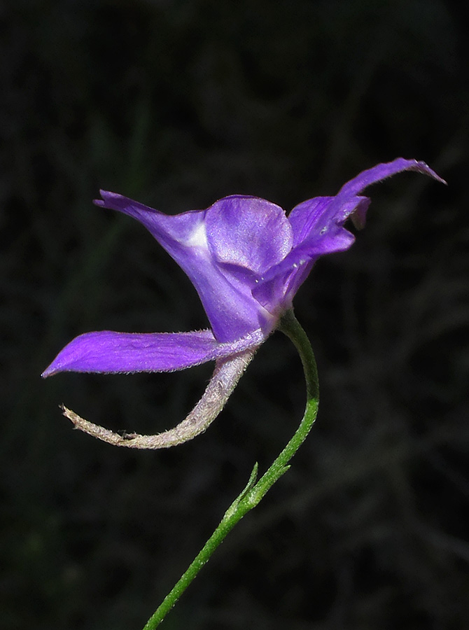 Image of Delphinium paniculatum specimen.