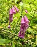 Digitalis purpurea