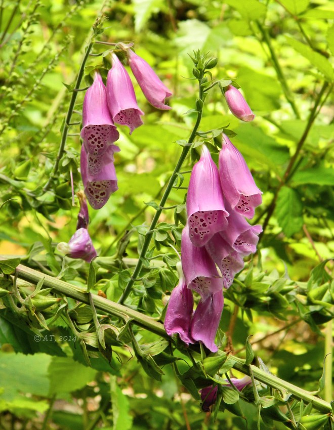 Image of Digitalis purpurea specimen.