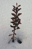 Image of taxon representative. Author is Николай Дегтярёв