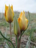 Tulipa lehmanniana. Верхушка клона расцветающих растений. Казахстан, Жамбылская обл., 40 км сев. г. Тараз, правый берег р. Аса, дюна Кумтиын. 15 апреля 2011 г.