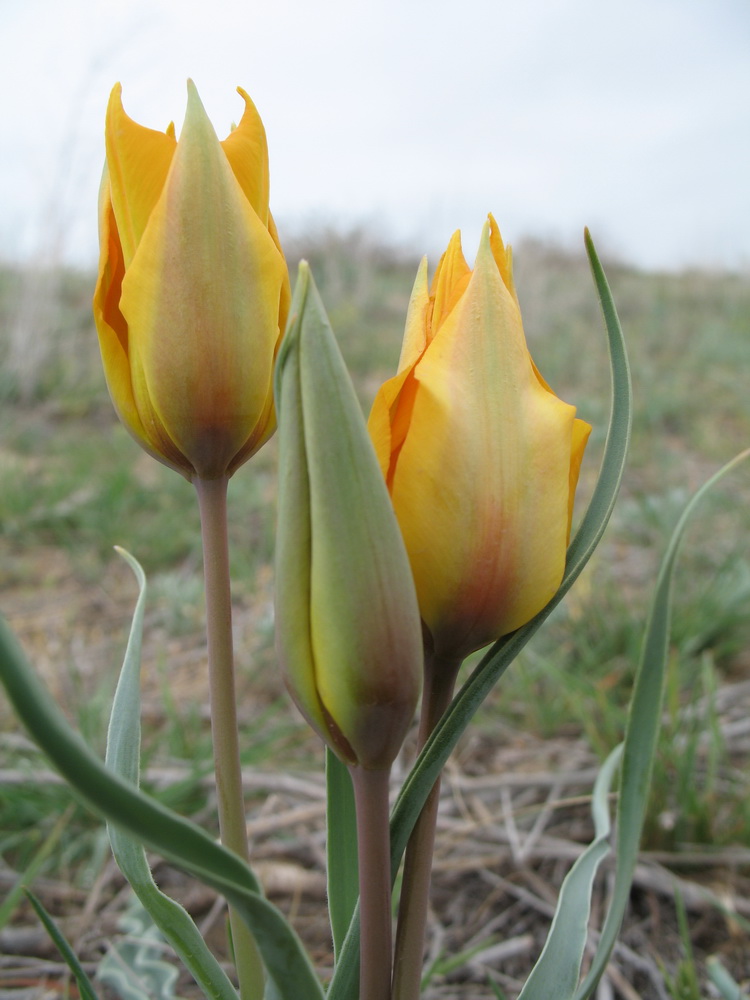 Image of Tulipa lehmanniana specimen.