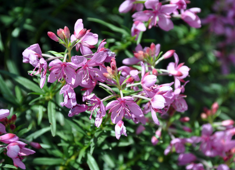 Изображение особи Chamaenerion colchicum.