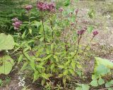 Eupatorium glehnii