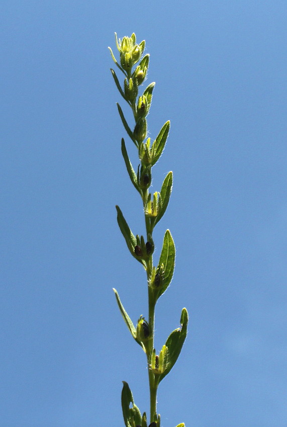 Изображение особи Lithospermum officinale.
