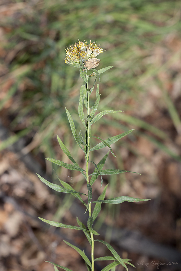 Image of Galatella biflora specimen.