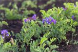 Lathyrus japonicus subspecies pubescens. Цветущие растения на выжженном участке приморской тундры. Кольский п-ов, Терский берег Белого моря. 01.08.2014.