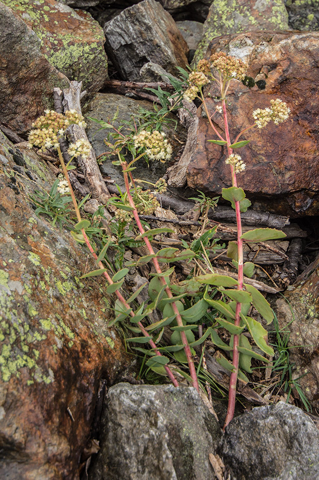 Изображение особи Hylotelephium caucasicum.