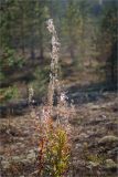 Chamaenerion angustifolium. Плодоносящее растение. Ленинградская обл., Лужский р-н, окр. дер. Сяберо, сосновый бор. 20.09.2014.