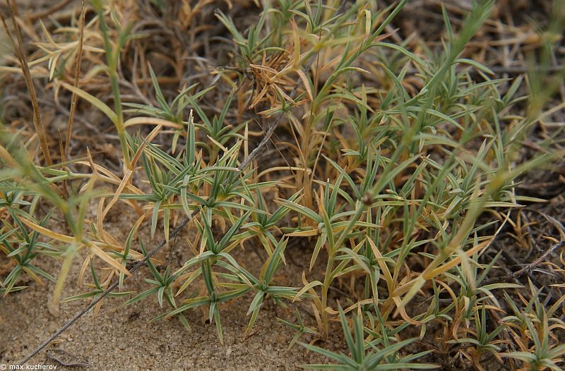 Image of Dianthus squarrosus specimen.