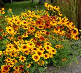 Rudbeckia hirta