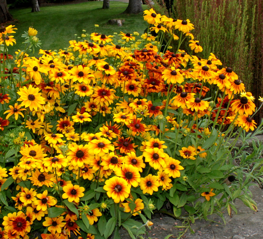 Image of Rudbeckia hirta specimen.