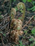 Dryopteris filix-mas. Растение в начале вегетации. Московская обл., Раменский р-н, окр. дер. Хрипань, садовый участок. 04.05.2014.