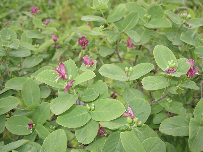 Image of Lonicera chamissoi specimen.