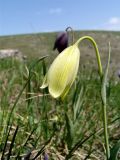 Fritillaria caucasica