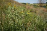 Eryngium campestre