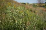 Eryngium campestre. Цветущее растение в степи. Белгородская обл., окр. пос. Борисовка, Острасьев Яр. 30.06.2009.