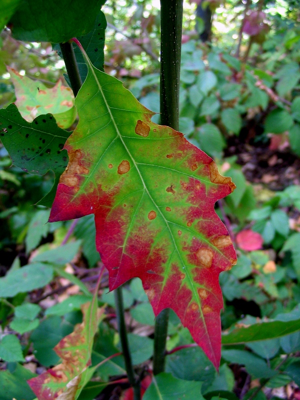 Изображение особи Quercus rubra.