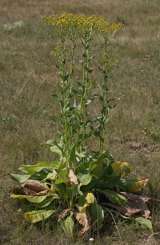 Image of Senecio schwetzowii specimen.