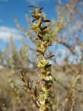 Salsola arbuscula