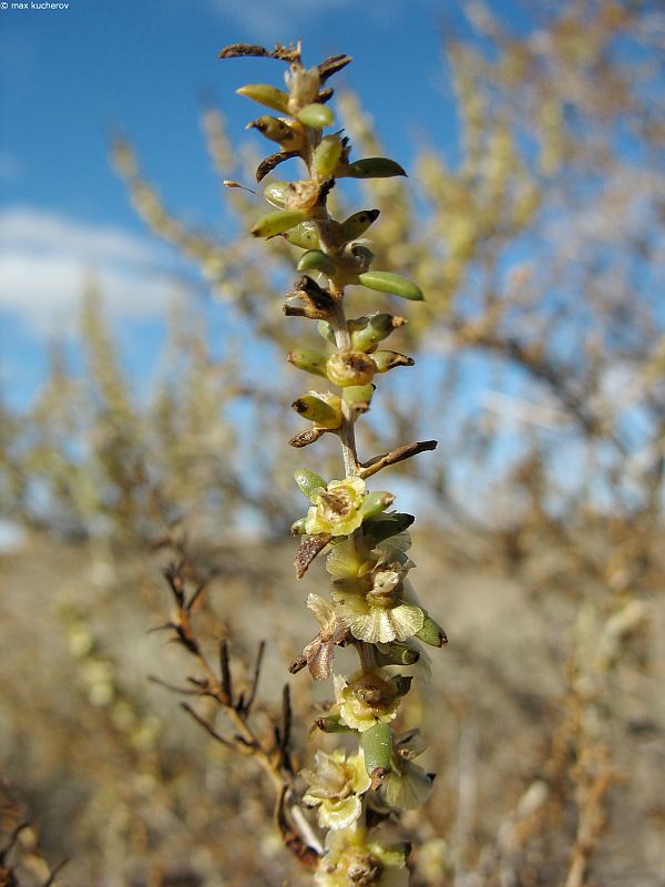 Изображение особи Salsola arbuscula.