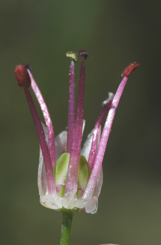 Image of Allium tianschanicum specimen.