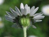 Bellis perennis. Соцветие. Крым, Байдарская долина. 27 апреля 2012 г.