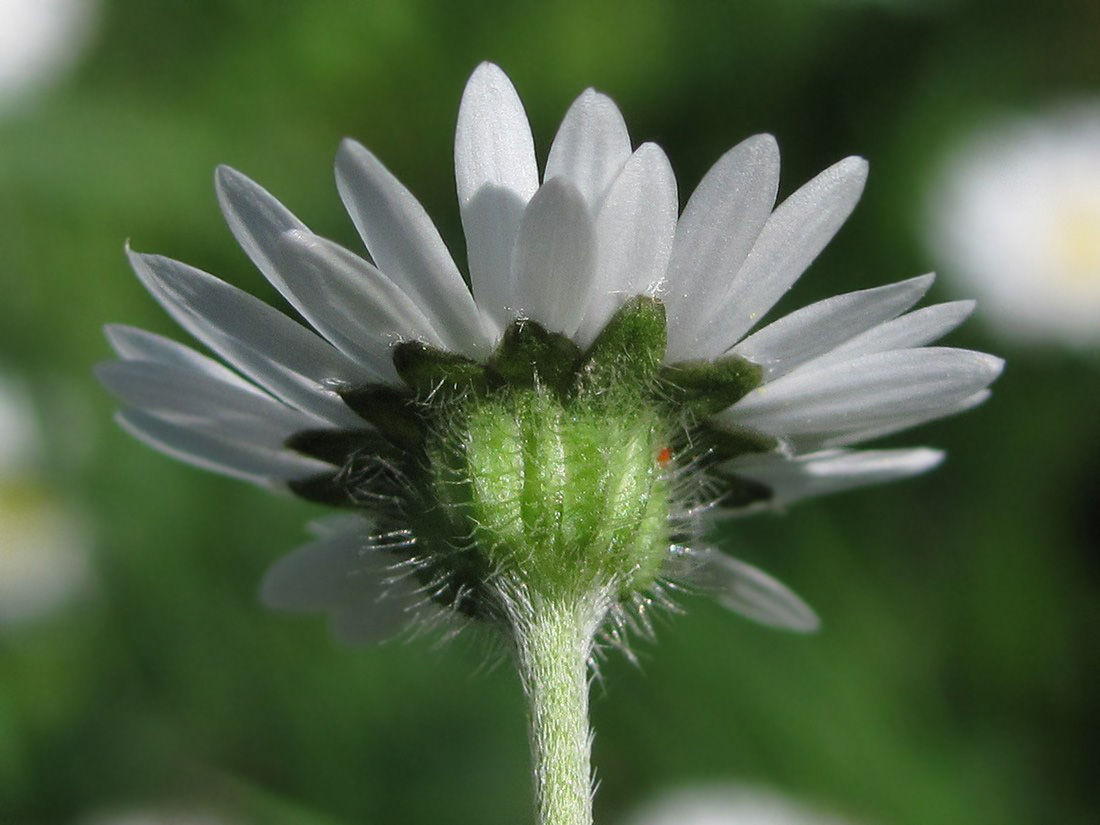 Image of Bellis perennis specimen.