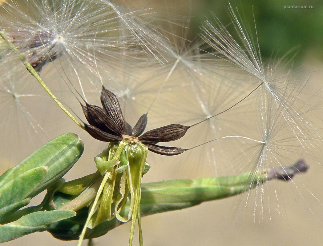 Image of Lactuca saligna specimen.