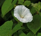 Calystegia sepium