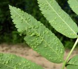 Sorbus aucuparia