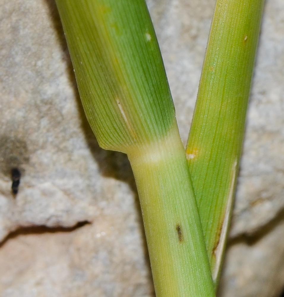 Изображение особи Paspalidium geminatum.