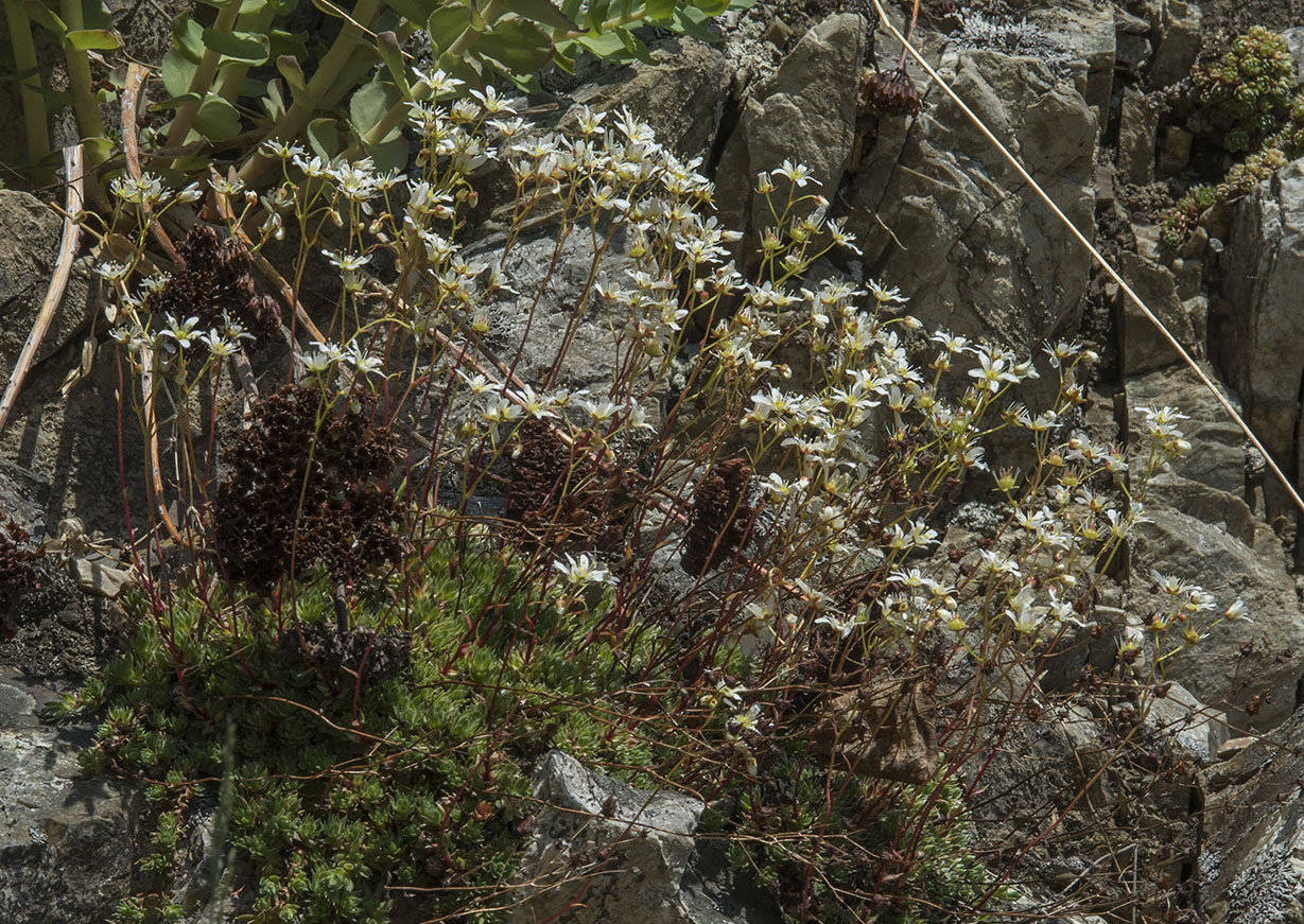 Изображение особи Saxifraga sieversiana.