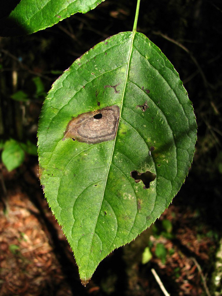 Изображение особи Staphylea colchica.