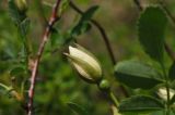 Rosa spinosissima