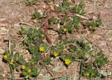 Portulaca oleracea