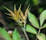 Sambucus racemosa. Молодой побег с развивающимися листьями. Московская обл., Раменский р-н, окр. ж.-д. платформы Хрипань, смешанный лес у ЛЭП, просека. 08.05.2015.