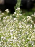 Lepidium latifolium