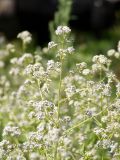 Lepidium latifolium