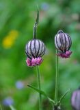 Gastrolychnis tristis. Цветки. Бурятия, Окинский р-н, перевал Чойган-Дабан, ≈ 1900 м н.у.м., луг у верхней границы леса. 05.07.2015.