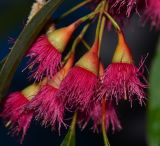 Eucalyptus leucoxylon