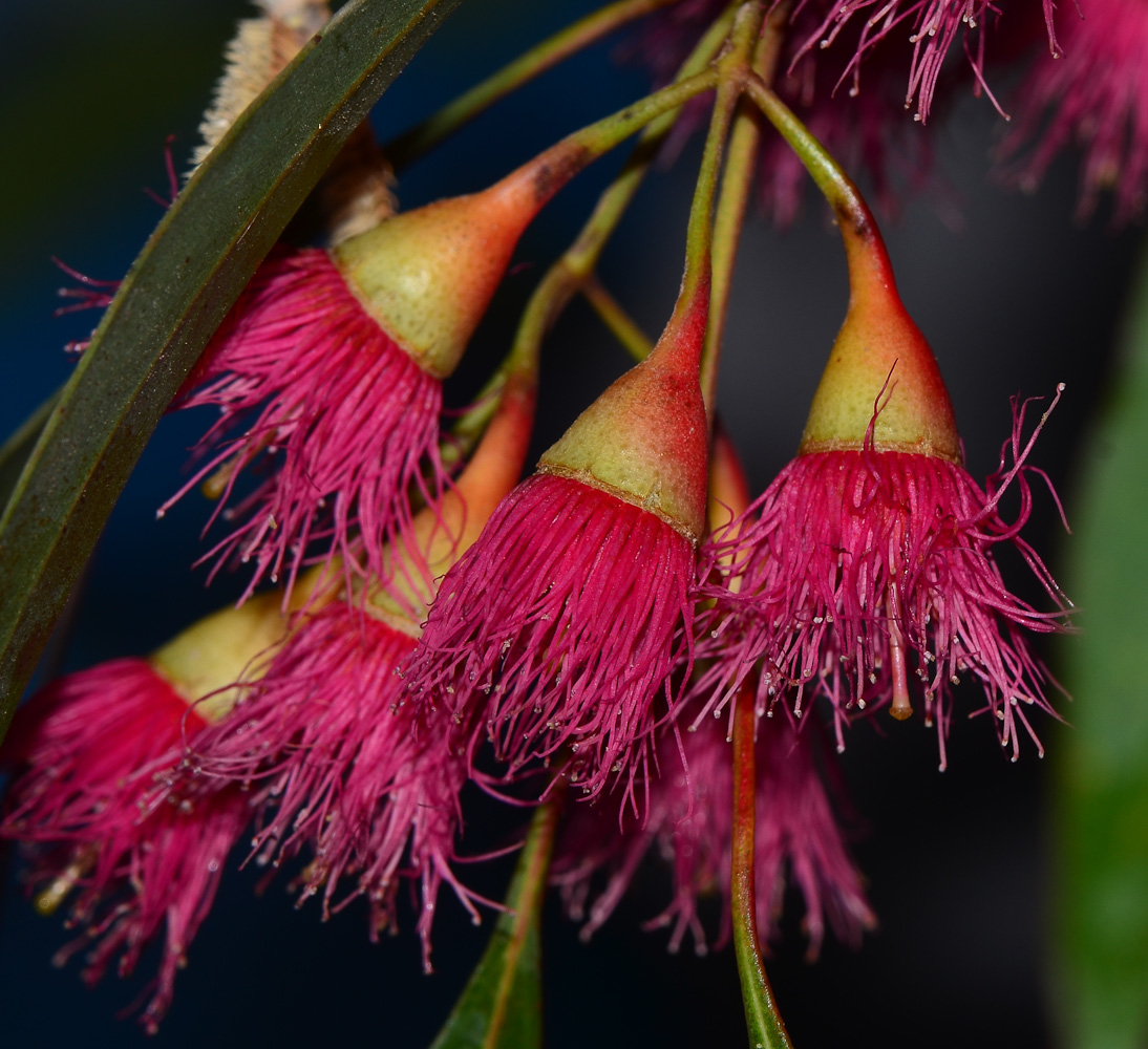 Изображение особи Eucalyptus leucoxylon.