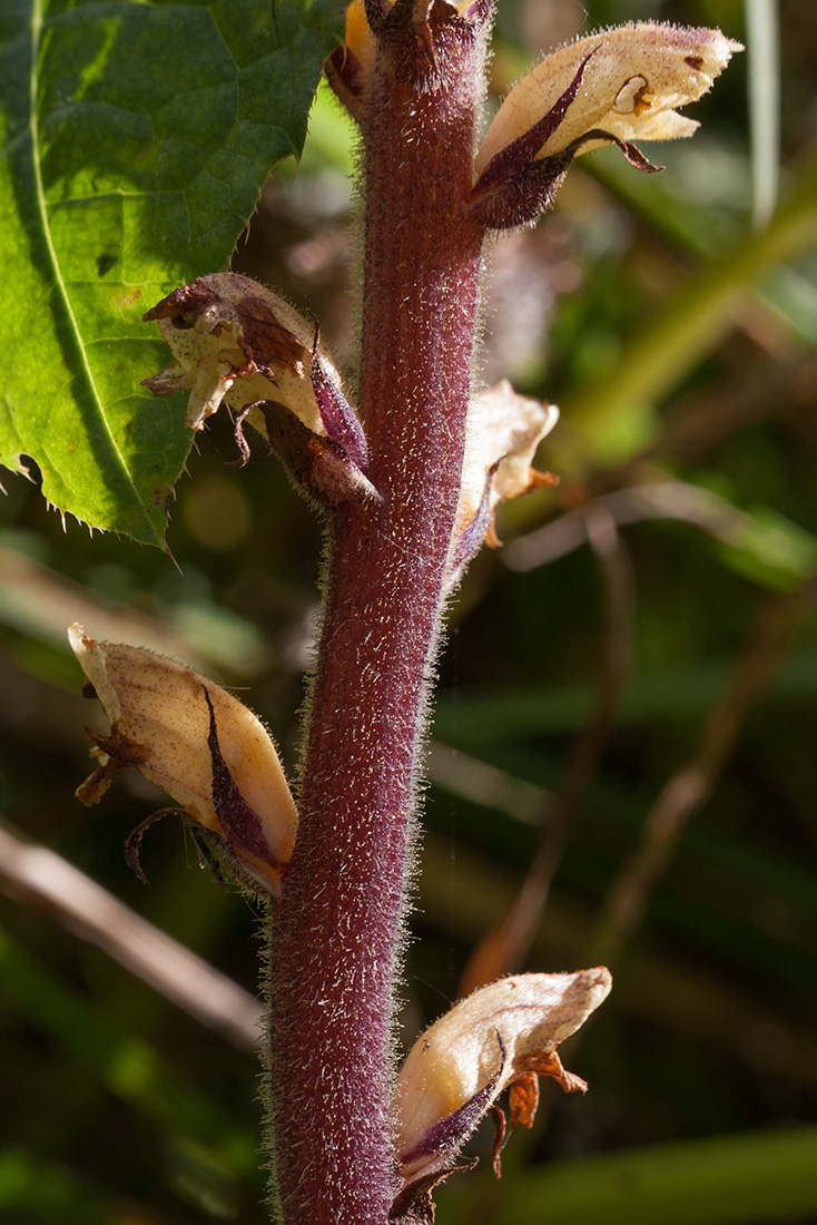 Изображение особи Orobanche pallidiflora.