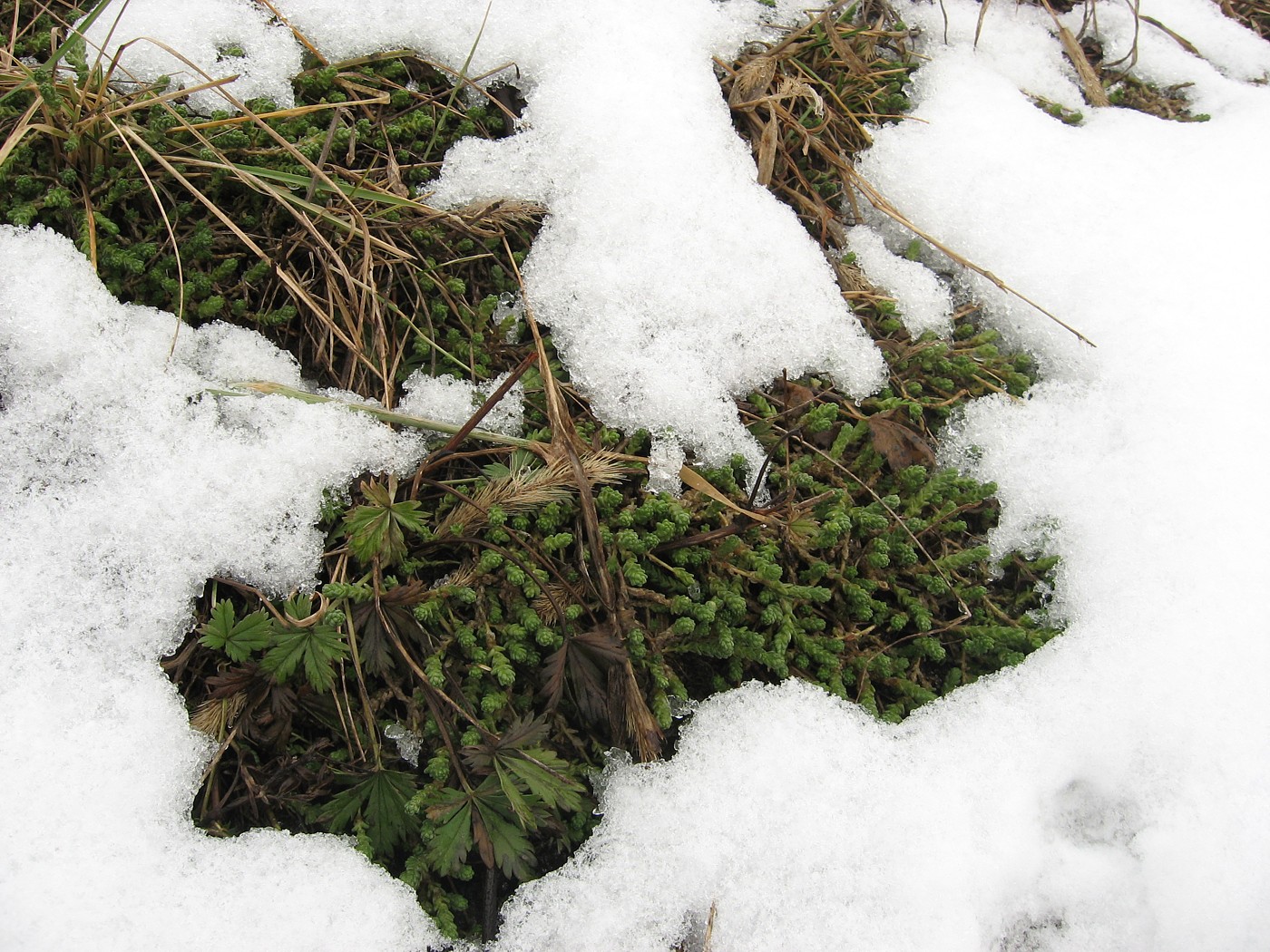 Image of Sedum acre specimen.