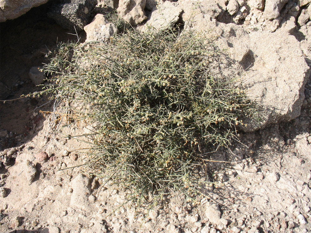 Image of Reseda scoparia specimen.