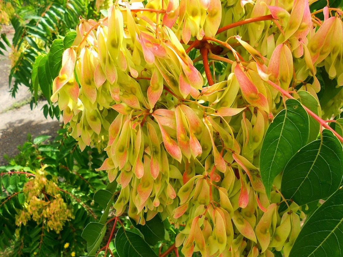 Изображение особи Ailanthus altissima.