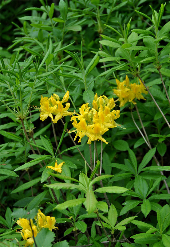 Изображение особи Rhododendron luteum.